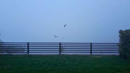 View of birds flying against blue sky