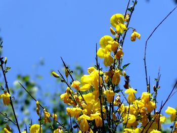 Low angle view of yellow flowering plants against clear blue sky