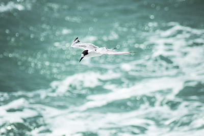 Seagulls flying over sea