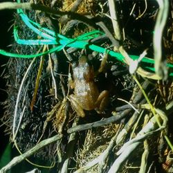 Close-up of insect on grass