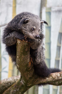 Close-up of binturong on tree