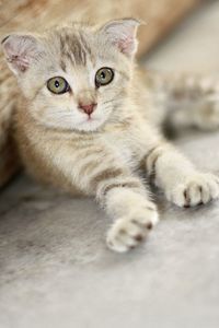 Close-up portrait of tabby cat