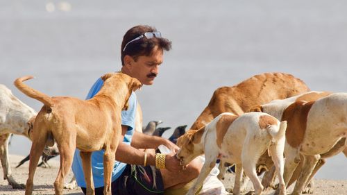 Man feeding dogs