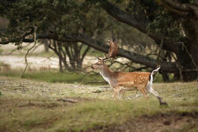 Deer walking on field in forest