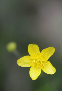 Close-up of yellow flower against black background