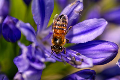 Close-up of bee pollinating on purple flower