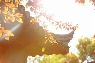 Low angle view of sun shining through tree