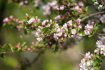 Close-up of pink flowering plant