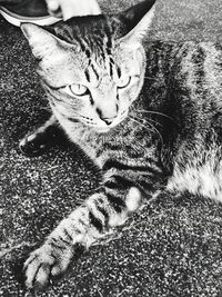 Close-up of cat