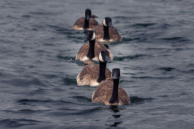 View of duck swimming in sea