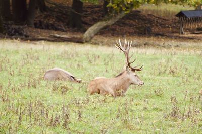 Deer in a field