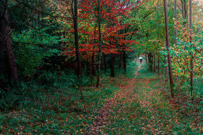 Trees growing in forest during autumn