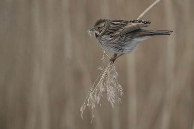 Close-up of bird perching on plant