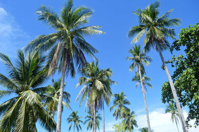 Low angle view of palm trees against sky