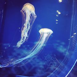 Close-up of jellyfish swimming in water