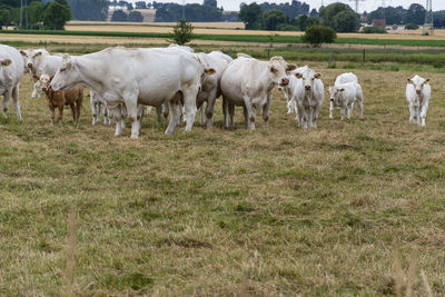 Cows on field