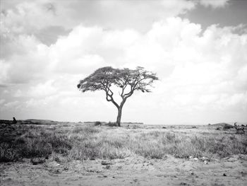 Trees on field against cloudy sky