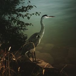 High angle view of gray heron on rock