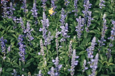 Close-up of purple flowering plants