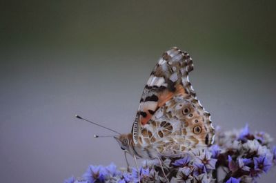 Close-up of butterfly pollinating on purple flower