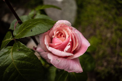 Close-up of pink rose blooming in park