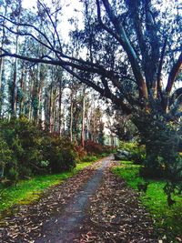 Road amidst trees in forest