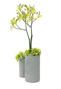 Close-up of plant in vase against white background