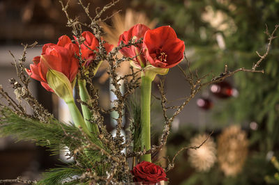 Close-up of red flowering plant