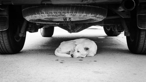 Stray dog resting on road under car