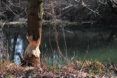 Close-up of tree trunk in forest