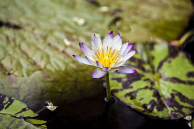 Close-up of lotus water lily in pond