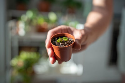 Midsection of woman holding potted plant