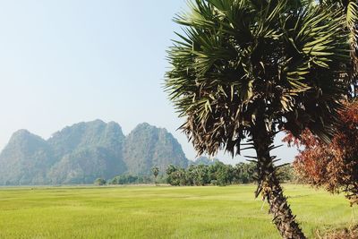 Palm trees on field against sky