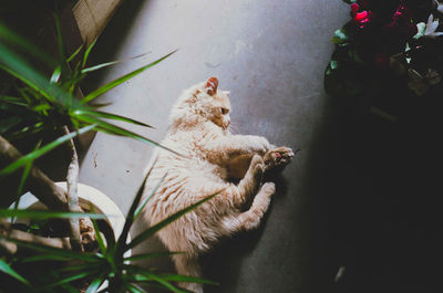 High angle view of cat relaxing on plant