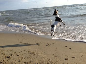 Dog running on beach