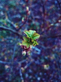 Close-up of leaves