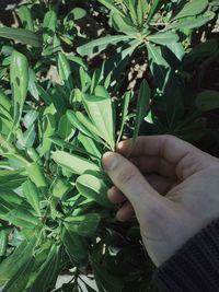 Close-up of plant