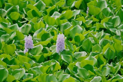 Full frame shot of flowering plants on land