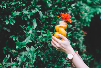 Close-up of hand holding jar with mango and flower