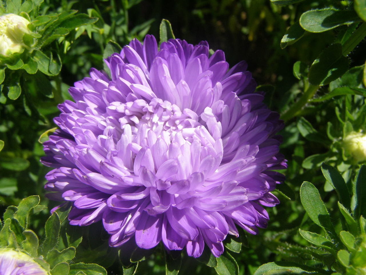 CLOSE-UP OF PINK FLOWER