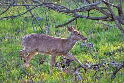 Side view of deer standing on field