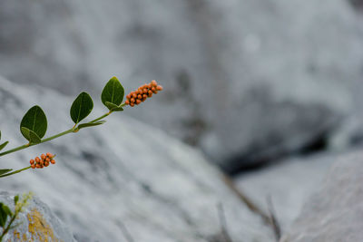 Close-up of flowering plant