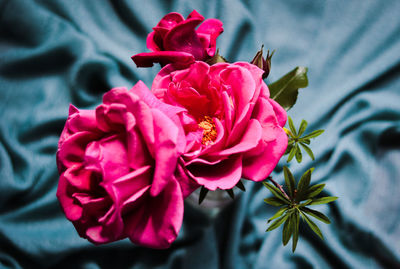 Close-up of pink rose