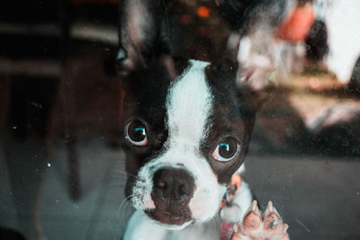 Close-up portrait of a dog