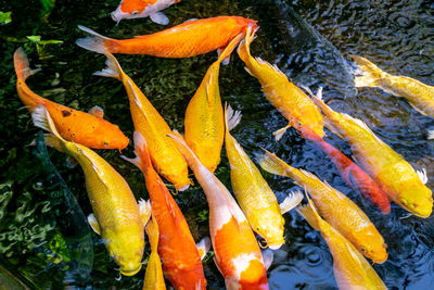 High angle view of koi carps swimming in pond