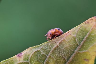 Close-up of insect on leaf