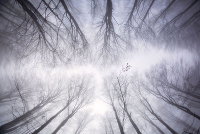 Low angle view of bare trees against sky