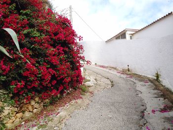 Plant with pink flowers in foreground