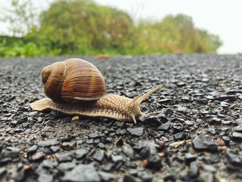 Close-up of snail