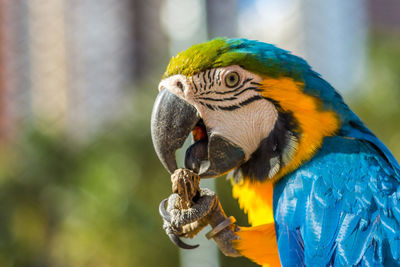 Close-up of peacock